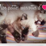 Restaurant Le Saint-Hubert de Briare - Nos petites mascottes - Trois petits chatons adorables